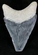 Serrated, Grey Bone Valley Megalodon Tooth #21560-1